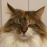 kanakastella