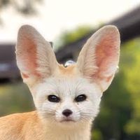 kitsune3dayo25