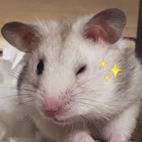 4leo_chan5