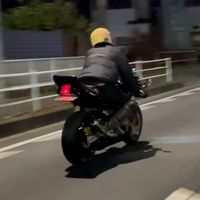 hornet.n