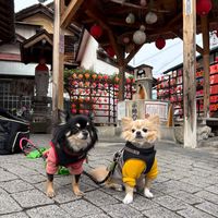 koyoinonanasan