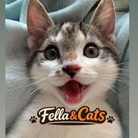 fella_and_cats