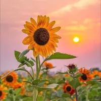 original sound - moment.fc