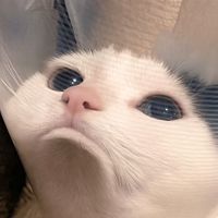 wannisol