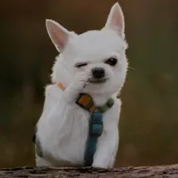 original sound - sudarshansirr