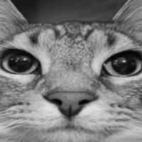 original sound - wyraaa