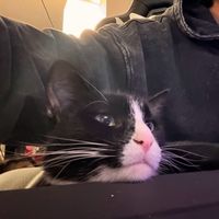neauip