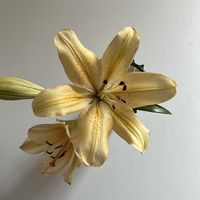 សំឡេងដើម - Xizeaa.