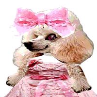 grothelitta