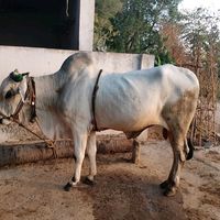 thenu0767