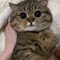 nhạc nền - trongphucne