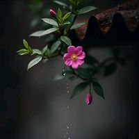âm thanh gốc - 🎼 Nhạc...