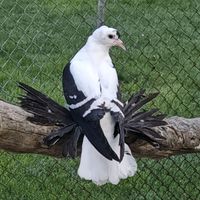 pigeon333444