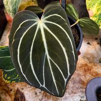 nhạc nền - TAY TO CHỈ LO BÁN ÁO