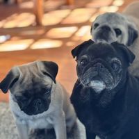 coddlepug