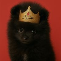 azarthepomeranian