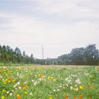 irir_81