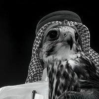 الصوت الأصلي