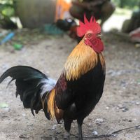 sirinupong24