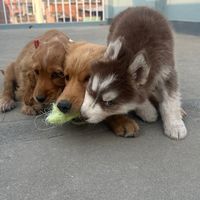 furrysisters.np