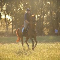 laurenbyrne_equestrian