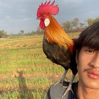 napat_040