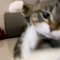 original sound - ក្ដ ប្រូ ឯងតូចជាង ក្ដ ឆ្កែ