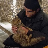 tingulli origjinal