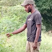 suara asli - mi misim peles city ekadide