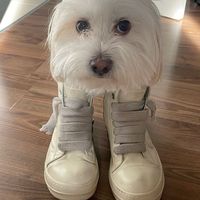 оригинальный звук - godz1lkka