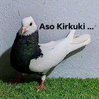 asokirkuki1