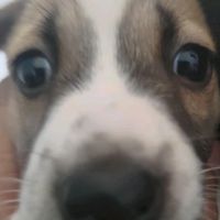 เสียงต้นฉบับ - 🌻