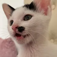 original sound - mish____________