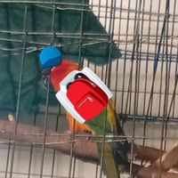 เสียงต้นฉบับ - โตโน่ โกเด้ง