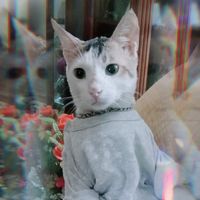 shafiyan79