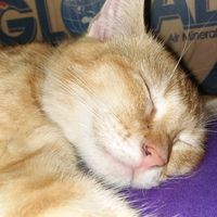 suara asli - Omahkado