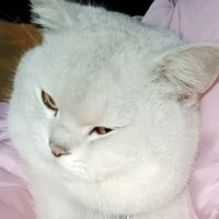 nhạc nền - Hết buồn ngủ thì đổi tên🐧