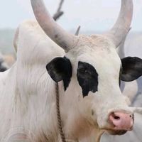 original sound