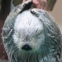 เสียงต้นฉบับ - ✦  — 「  ♡⃟SiLa   」