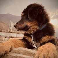 original sound - editor__templete