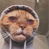 เสียงต้นฉบับ - บาฮาว