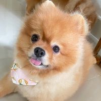 zalaporvip56