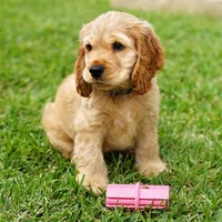 original sound - teddy.bear.spaniel