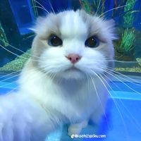 suara asli - Hayla ❤️ Rafi