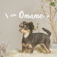 オリジナル楽曲 - チワックスのおまめちゃん🐾