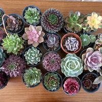 bloomy.succulents