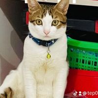 tep052545