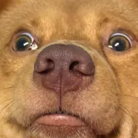 original sound - chositapop