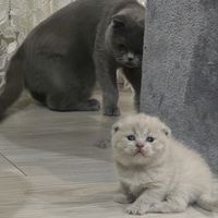adelina_12382