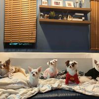 mylittlecutiedogs